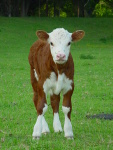 meat is responsible for 18% of greenhouse gasses