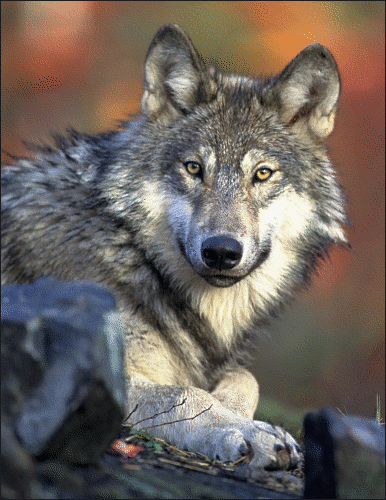 Body awareness coaching - be aware like a wild animal