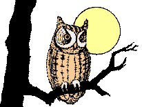 Animated Owl
