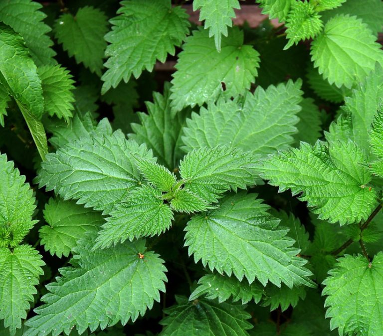 nettles