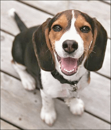 pet microchips can cause cancer
