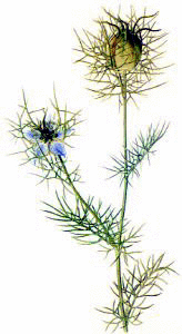 black cumin seeds for healing
