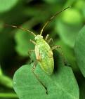 think green