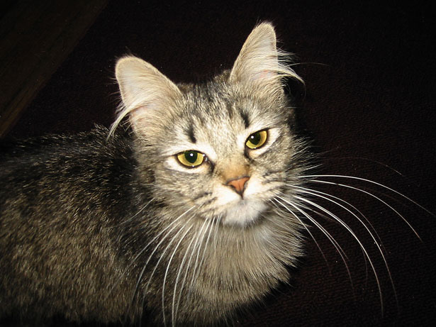 spirulina for pets, cats, dogs