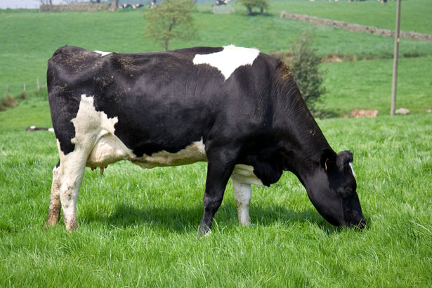 GMO corn kills cows