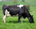 cattle create more greenhouse gas than cars