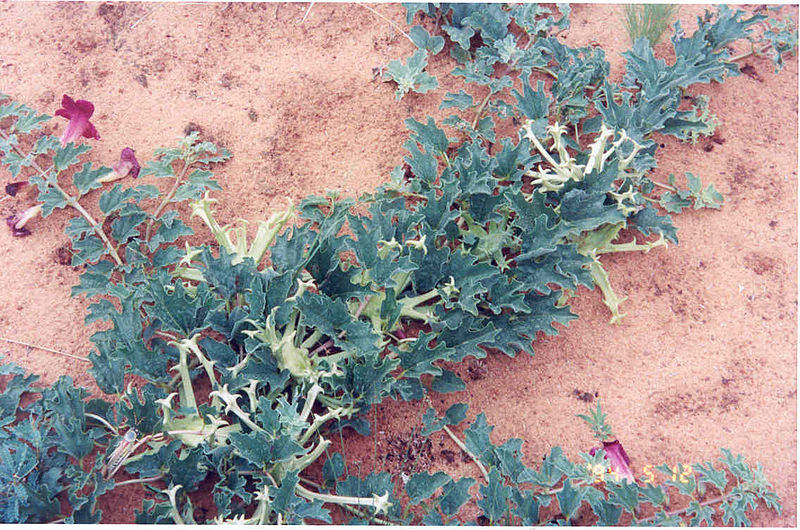 devil's claw for arthritis pain