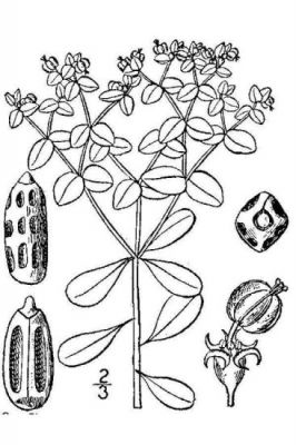 petty spurge for skin cancer