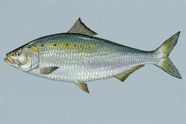 Fish deception - What are you really eating?