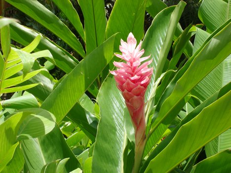 ginger for health and pain relief