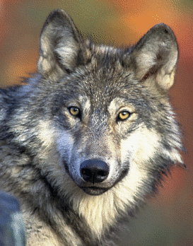 Body awareness coaching - vitality like a wild animal