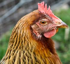 raise your own eggs