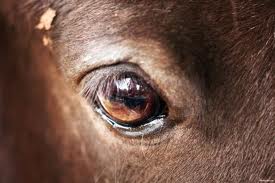 Oneness with horses