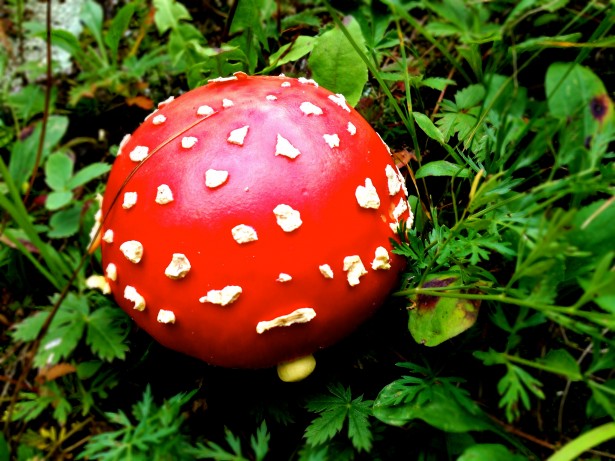 Mushrooms clean up pollution