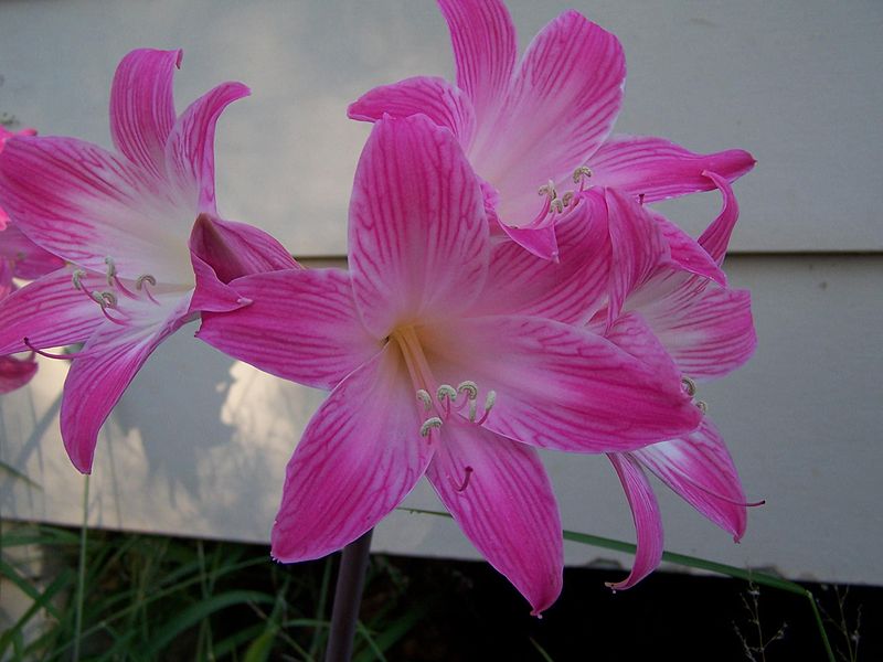 autumn flowers