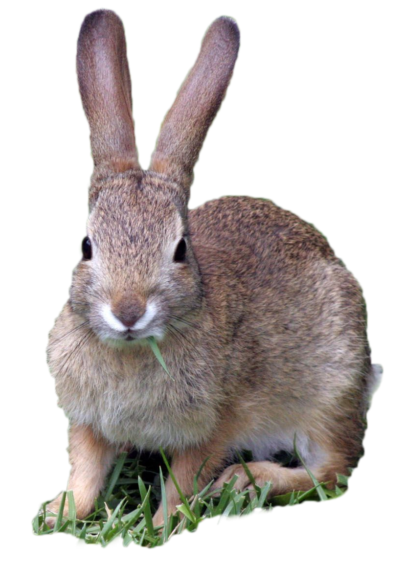 Spring hare