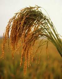 Organic brown rice from China could be dangerous