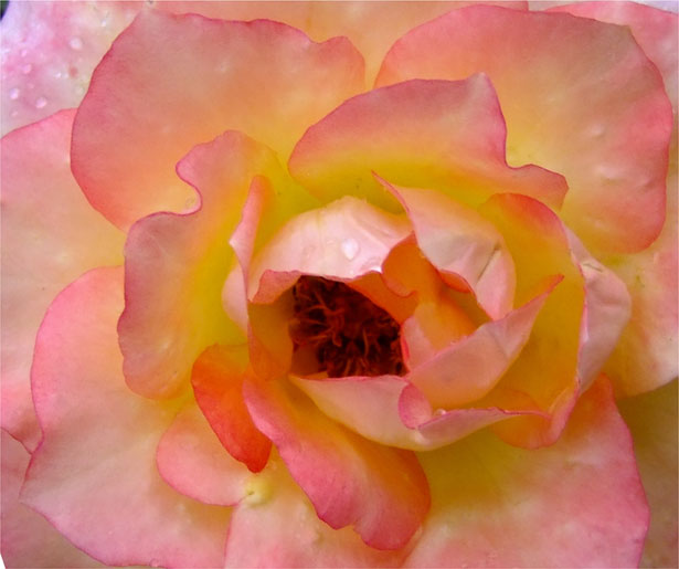 stop and smell the roses