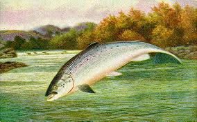 GMO Salmon - sad but true