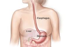Healthy digestion