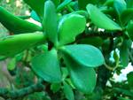 Buy green