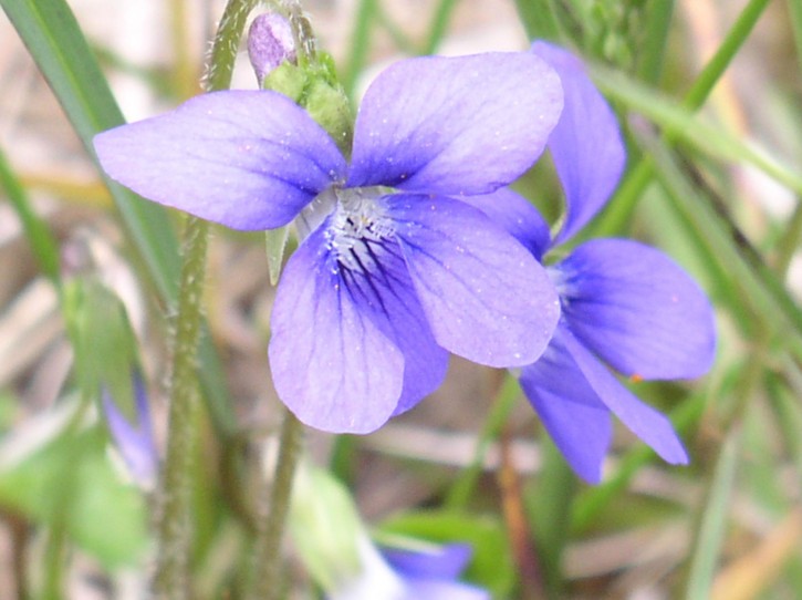 edible flowers