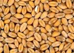 wheat cuts off blood flow to the brain