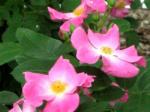 Healitall wellness newsletter