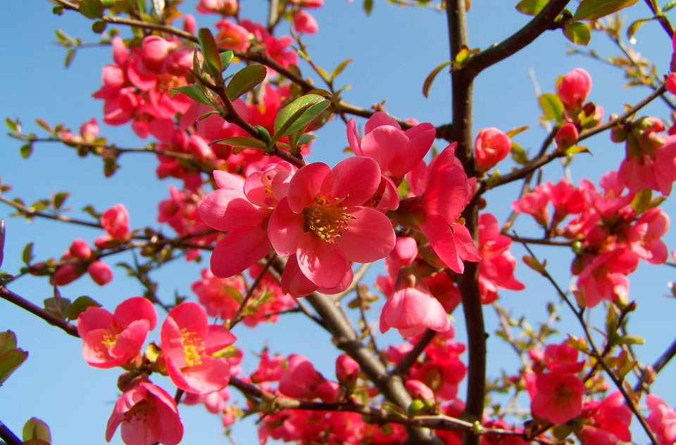 floweringquince